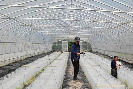 大水田仿生态黄鳝繁殖技术