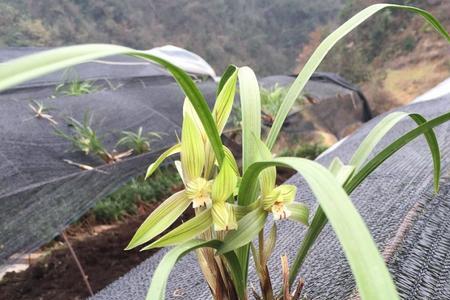 贵州野生兰花分布