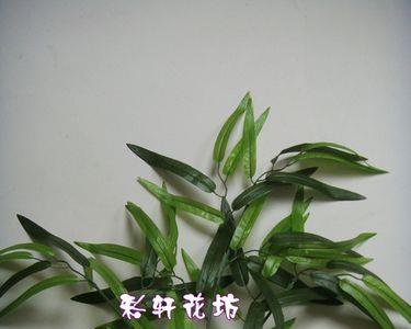 竹子长白花是什么原因