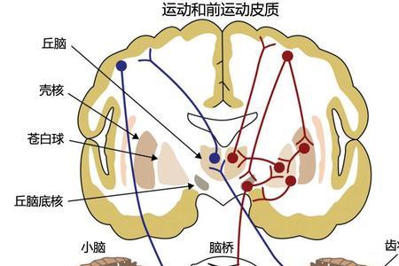 基底节和基底核有什么区别