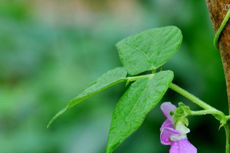 四季豆能开几次花