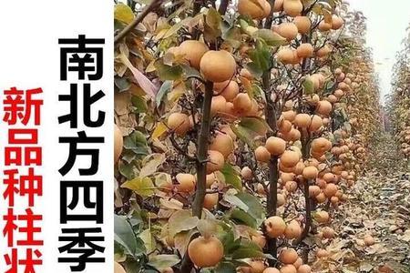 适合川东种植的果树