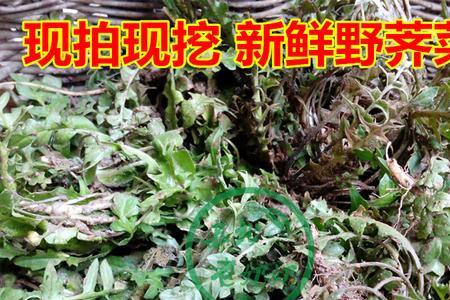 野荠菜上面有白点是什么