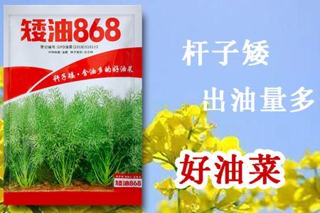 剩下杂交油菜种子能榨油吗