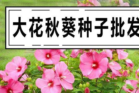 蜀葵花籽催芽后怎么种