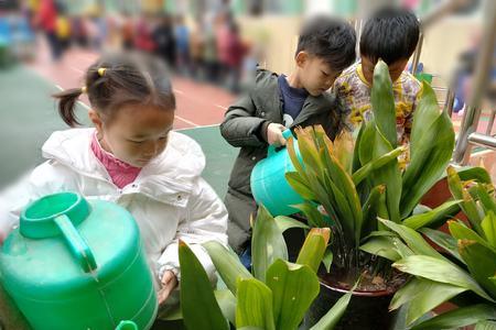 幼儿园不应种哪些树和花