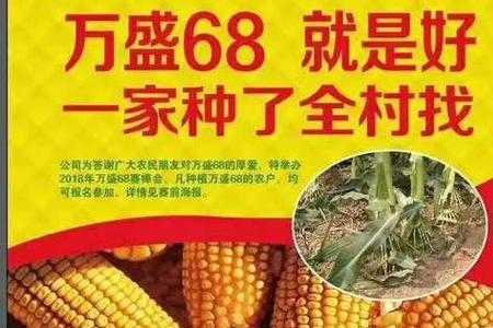 丰乐358玉米种介绍