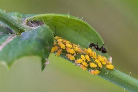 蚜虫是谁的幼虫