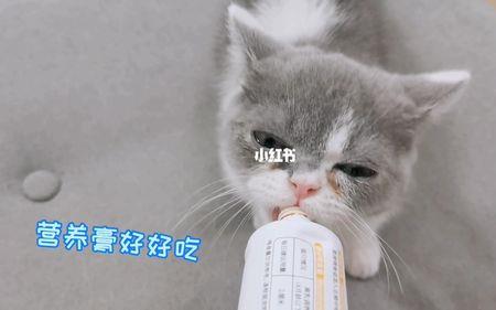 三个月小猫一天吃多少营养膏