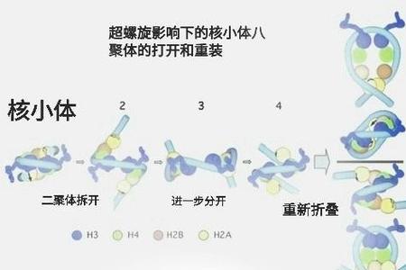 自然界中为什么以负超螺旋为主