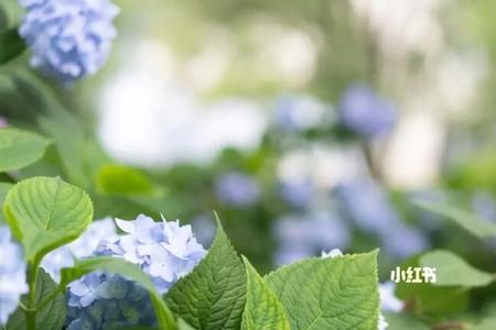 普瑞馨月季花的优缺点