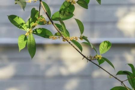 桂花遇龙井表达爱情吗