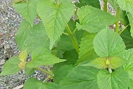 煮菜用五香叶好还是五香花好