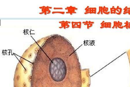 动物细胞核结构示意图及功能