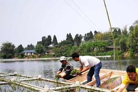 小池塘养鱼的正确方法