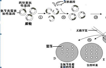 大肠杆菌是消费者还是分解者