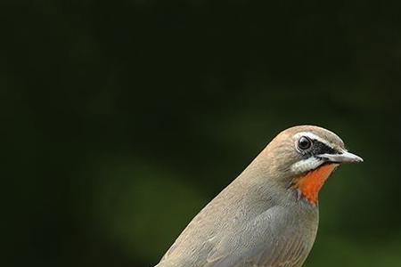 靛颏需要喂点沙子吗