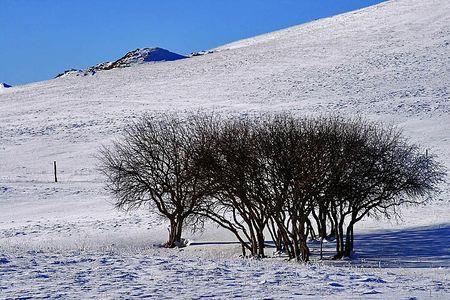 冰天雪地一共有多少棵树