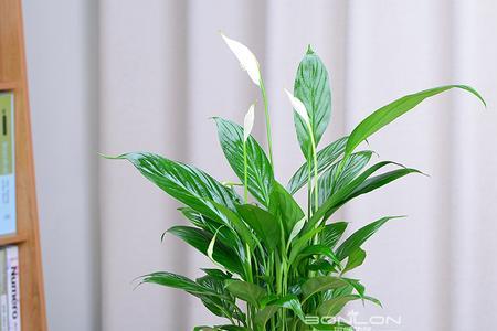 一帆风顺是挺水植物吗