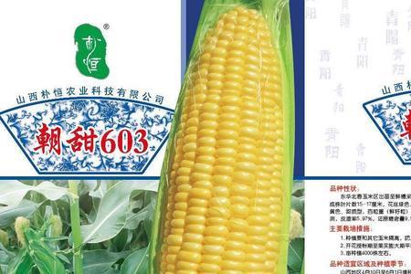 瑞普826玉米品种特征特性