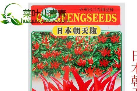 天香辣椒有多少种品种