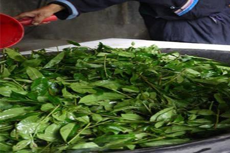 三江油茶用的茶叶苦吗