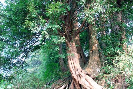 秤杆树种植技术