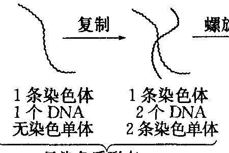 为什么四倍体没有同源染色体