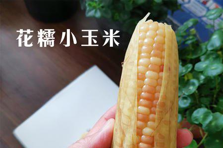 小玉米品种介绍