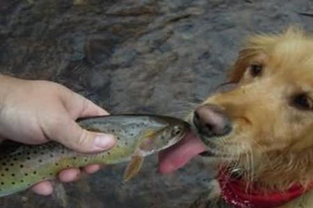 狗狗能吃海虹吗