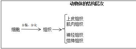 生物收缩和舒张的区别