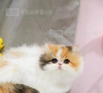 三花波斯猫成猫配什么