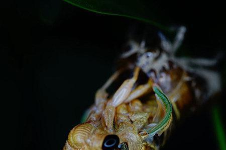 蝴蝶快脱壳时能用手拿吗