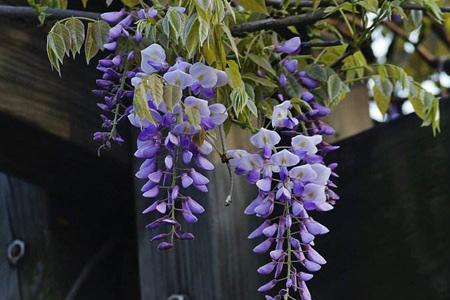 紫藤花在浙江能种吗