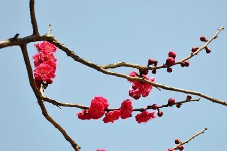 什么的梅花填空