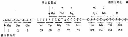 单链dna带正电还是负电