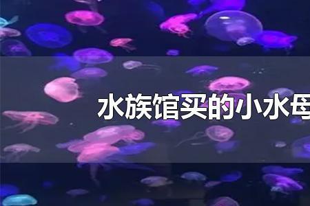 水母吃蛋黄怎么喂