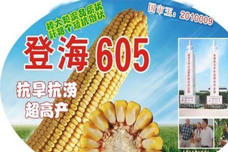 宏硕605玉米种