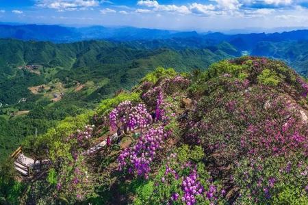 满山花果红似锦的生肖是什么