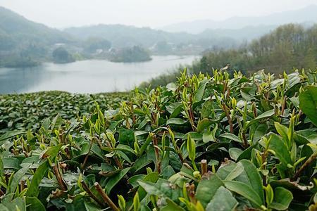 阅山水是什么茶