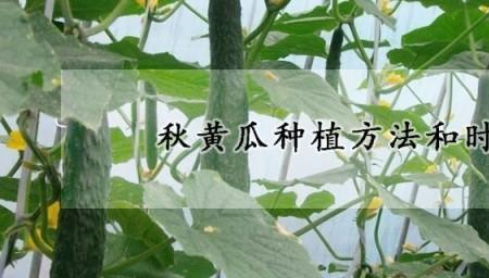 吉林白城什么时候种秋黄瓜