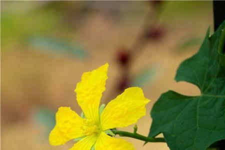 葫芦开黄花是什么品种