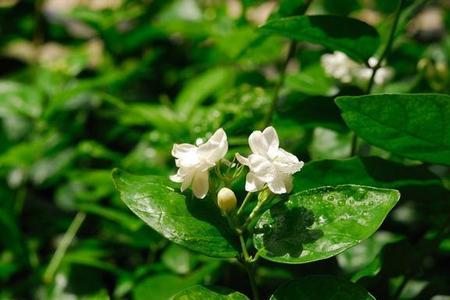 广西的茉莉花好养吗