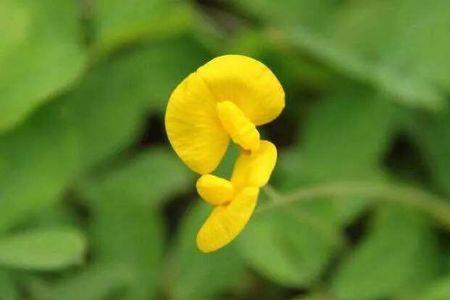 花生是双子叶植物吗