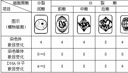 有丝分裂是体细胞的形成方式