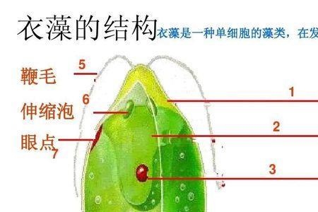 衣藻的形态特点和叶绿体的形状