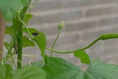 黄瓜的雄花可以给丝瓜授粉吗