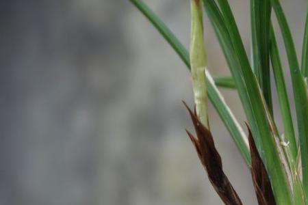 大雪素花芽几月份出土