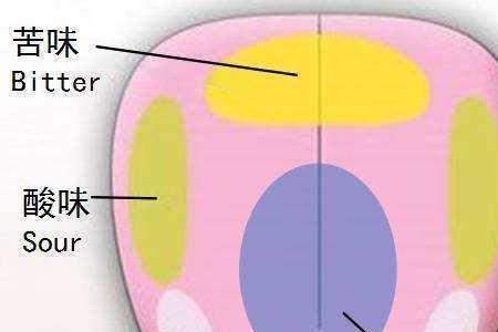 味觉的产生原理