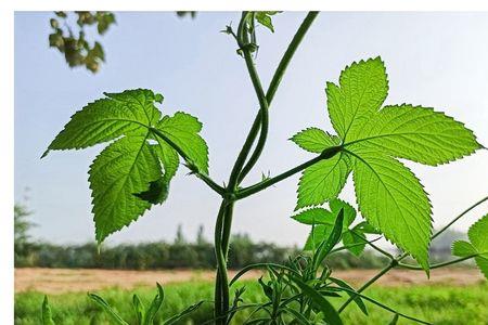 嘎啦藤是什么植物